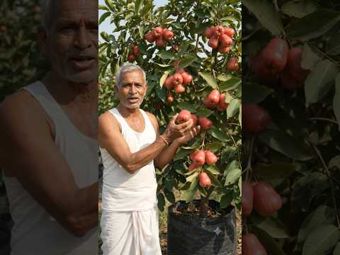 How This Amazing Fruit Grows on a <strong>Tree</strong>!