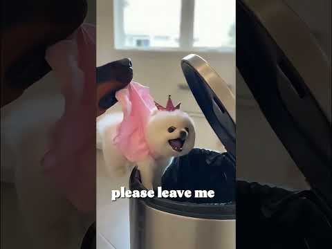 Mochi Steals a Treat… Gets DISPOSED Like Evidence #petdrama #funny #funnydog #dogvsdog #pets #funny poster
