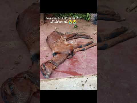 మేక పిల్ల చనిపోయింది🐐మేక చనిపోయింది. #goatdeath#goatdied#animalvlog#yt #ytshorts#shorts#goat