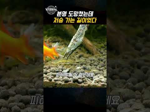 뱀을 피했는데, 뱀 <strong>입으로</strong> 들어갔다?