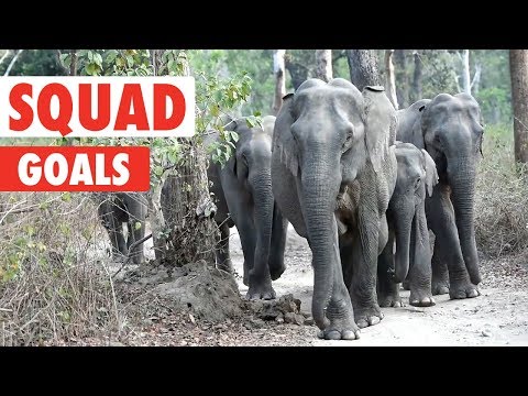 Squad Goals | Animal Video Compilation 2018 - UCPIvT-zcQl2H0vabdXJGcpg