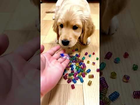 Puppy ASMR for Stress Relief – Soft Paws & Calm Breathing 🐶 🌟🌈 reverse video #marblerunandmore #dog