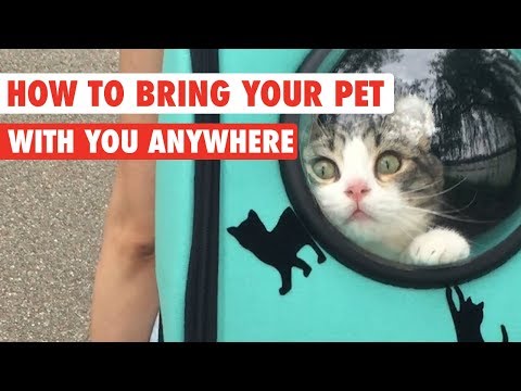 How To Bring Your Pet With You Everywhere - UCPIvT-zcQl2H0vabdXJGcpg