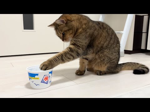 猫の動画サムネイル - すぐに消えてしまう氷を猫にみせたら激しく混乱してて笑った。