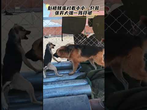 One ear slipped away, and the other ear came to fight. GS Tiedan dominated the scene with his aura.