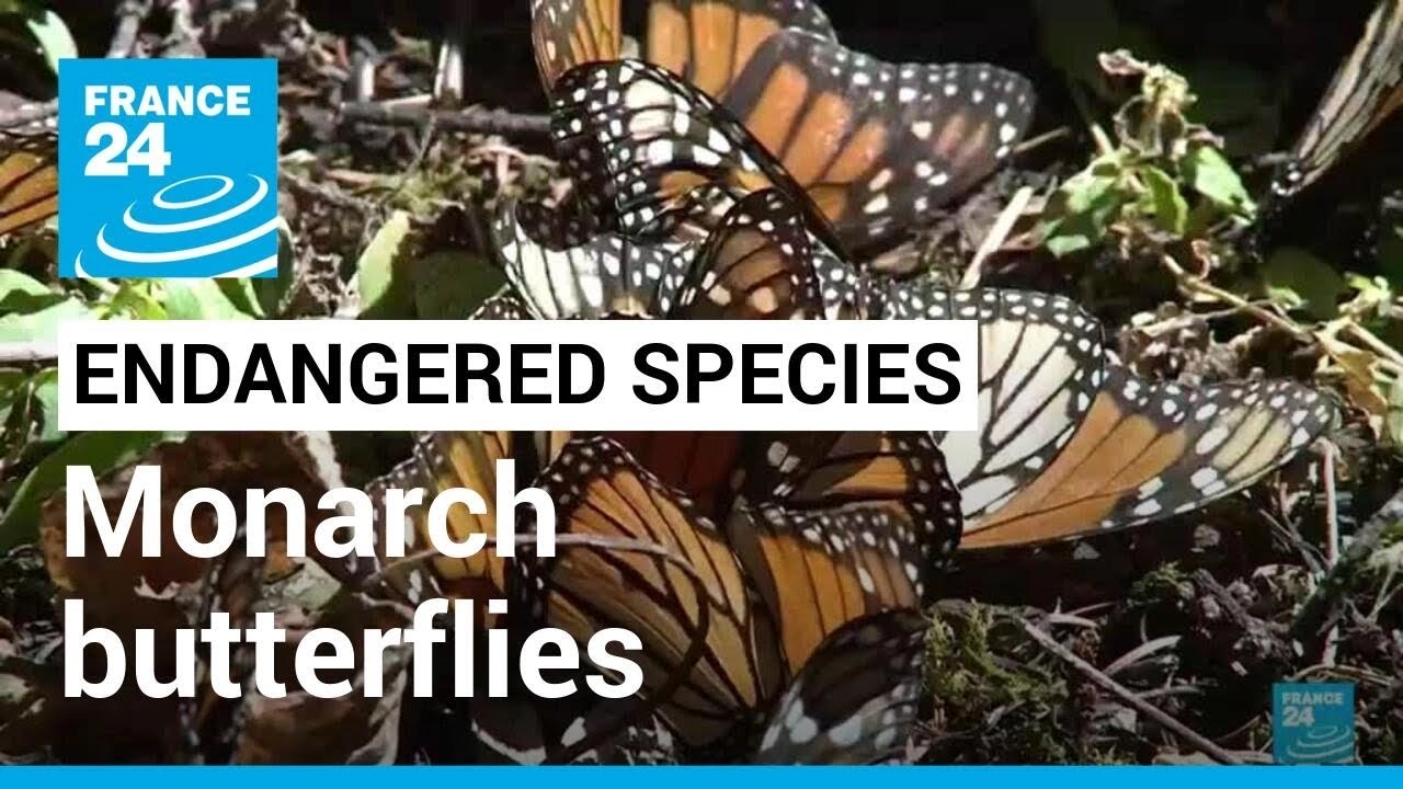 Biodiversity: Migratory monarch butterflies list as endangered species • FRANCE 24 English