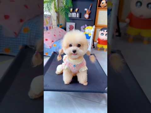 Cute dog. #shortsshorts #viralshort #viralvideo #funydog1010 #poodle #funydog1010 #cutepuppy #funny