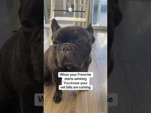 Frenchie winking isn’t cute!😭