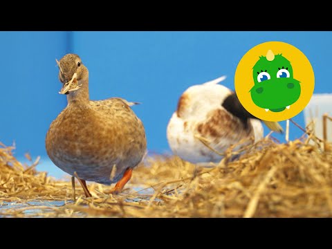 Bolibompa Mini: Bolibompisarna - Ankor, leksaker och rockring