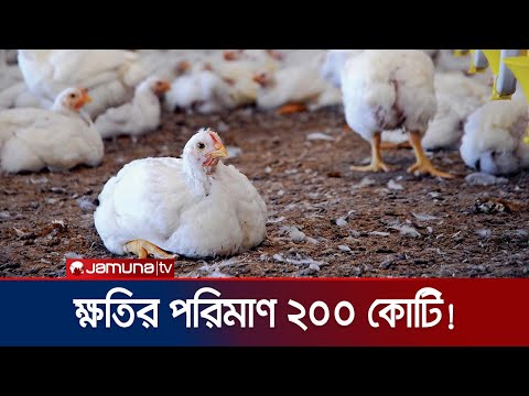 তীব্র দাবদাহে মরছে মুরগি; ক্ষতিতে প্রান্তিক খামারিরা | Poultry Farm | Jamuna TV