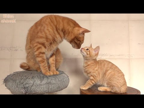 お世話になった先住猫にお別れの挨拶をする子猫