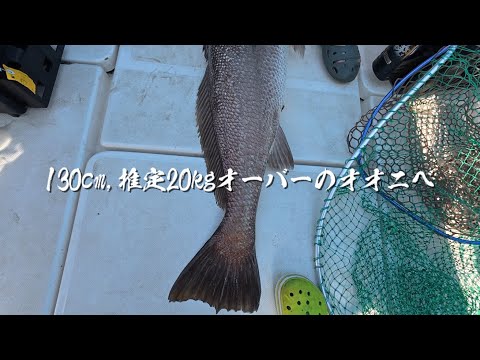 ドラグが止まらない…20kg超えオオニベとの壮絶バトル