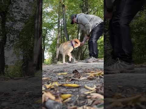 А ваш 🐶 вміє обходити? #собака #кінолог
