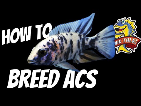Breed These Fish To Level Up Your Hobby The Tank Talk Podcast on Instagram_
https_//www.instagram.com/tank_talk_podcast?utm_source=ig_web_bu