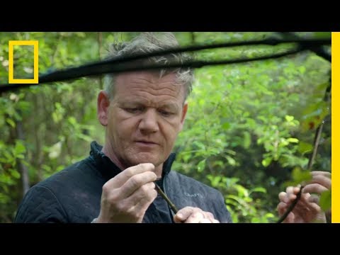 Gordon Ramsay Hunts for Native Foods of New Zealand | Gordon Ramsay: Uncharted - UCpVm7bg6pXKo1Pr6k5kxG9A