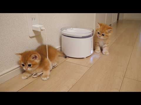 The world's cutest attack and defense of kittens Pom and Pino!