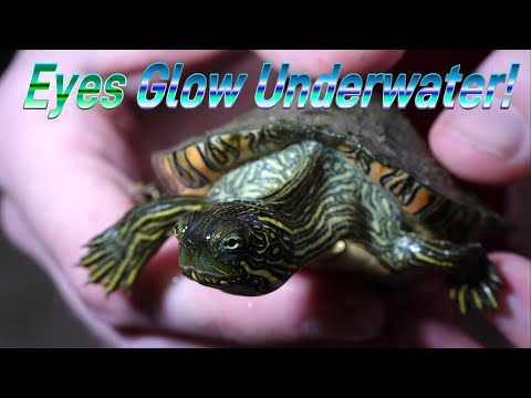 HIS EYES GLOW! And I don't know why. Nature : ) Turtles, Reptiles, Fish, Birds & Rivers in Texas.