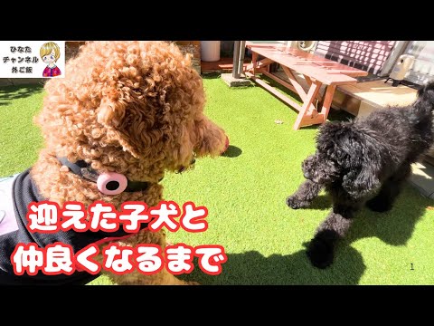 新たに迎えたスタンダードプードルと仲良くなるまで・・・#doglife #犬のいる生活 #多頭飼い