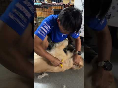 至福のブラッシングタイム #ゴールデンレトリバー #大型犬のいる生活 #癒し