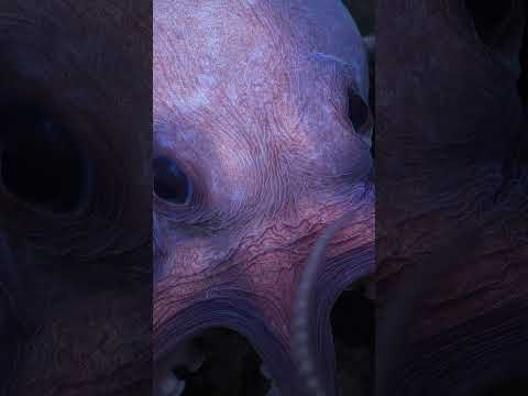 New Octopus Species | Secrets of the Octopus