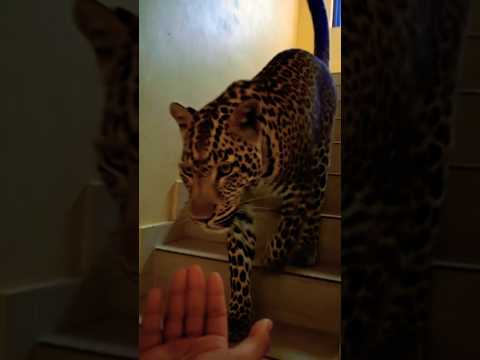 AI day-by-day 🔥#AI#tiger#shorts#trending#youtube#Pls Subscribe 💗##