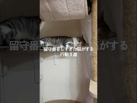 猫の動画サムネイル - 留守番をしすぎた猫がする行動3選 #猫 #ねこ #猫のいる暮らし #ねこのいる生活 #猫動画 #保護猫 #猫好きさんと繋がりたい #猫のいる生活 #猫好き #猫との暮らし VOICEVOX:ずんだもん