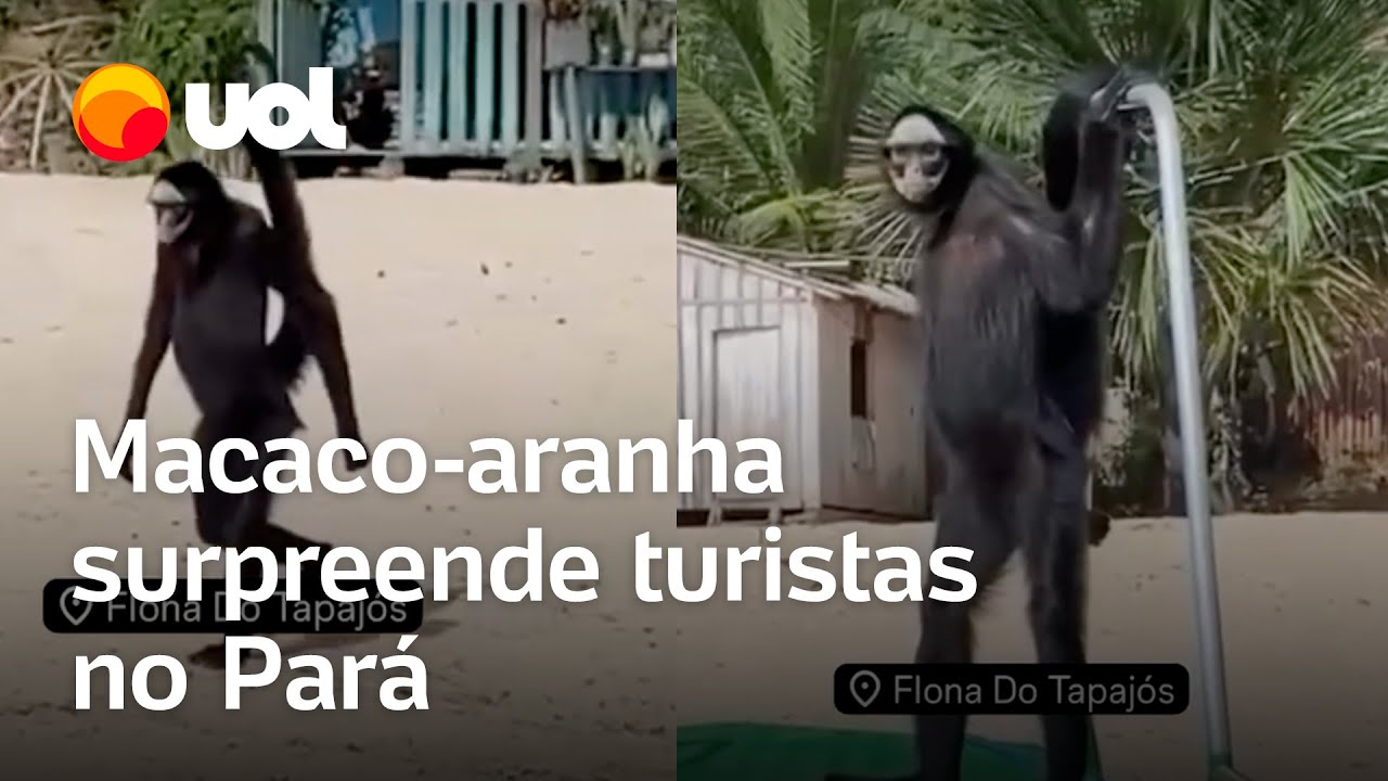 Macaco aranha que anda como gente surpreende turistas no Pará