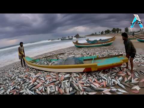 Primitive Technology - Big Carp Fish catching In Pond @KadalTv