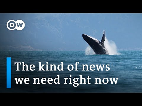 Whale watchers celebrate rebound of humpbacks off Brazil coast | DW News