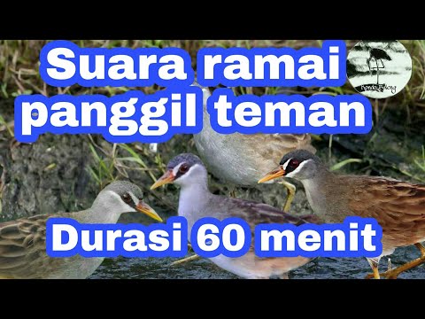 Suara pikat burung Tikusan alis putih suaranya ramai di jamin temannya cepat datang