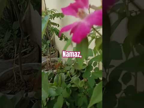 #jisko namaz # samaj aa jaye