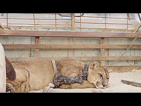 HE WAS CHAINED UP FOR 20 YEARS! HERE'S WHAT HAPPENED WHEN HE WAS RELEASED - UCYenDLnIHsoqQ6smwKXQ7Hg