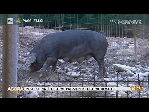 Il prezzo della peste suina - Agorà Estate 05/09/2024