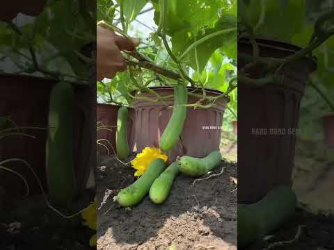 Thu hoạch Rau củ quả - Rạng Đông seeds #hatgiongrangdong #rangdongseeds