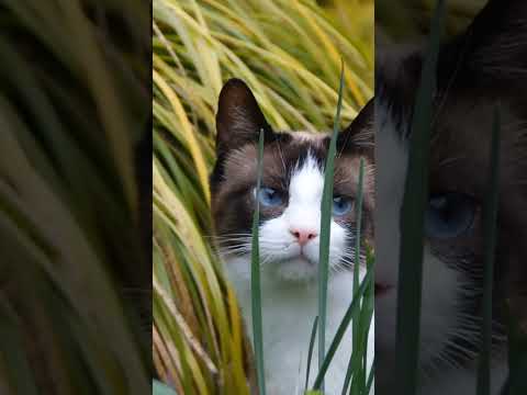 What color are your eyes? #cat #catshorts