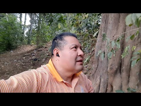 La Mejor TIERRA Para Mis FRESAS  Las Saco Del BOSQUE. | MI Secreto para FRESAS Saludables. 