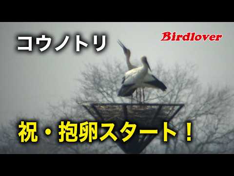 祝・コウノトリ抱卵スタート・字幕解説付き