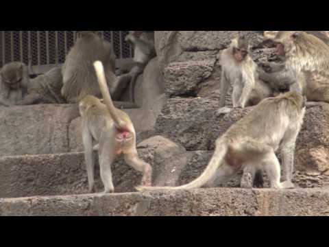 Temple Phra Prang Sam Yod - Monkey temple - Thailand - UCi3yyO6m05fa0HvaNJapi7w