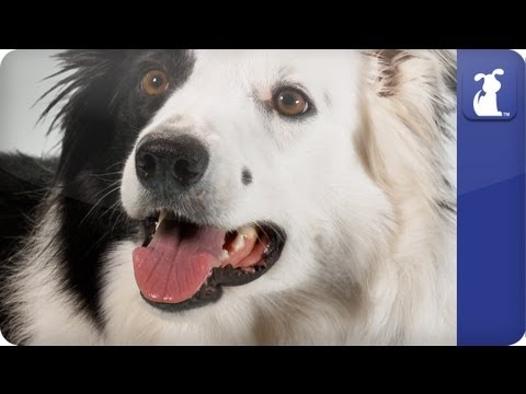 Doglopedia - Border Collie - UCPIvT-zcQl2H0vabdXJGcpg