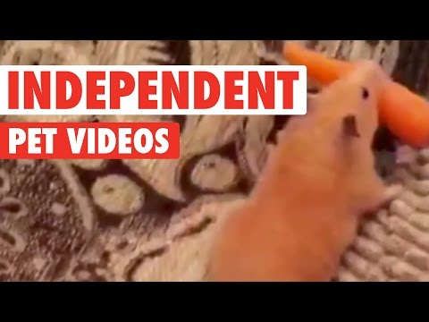 Strong Independent Pets || Awesome Pet Compilation - UCPIvT-zcQl2H0vabdXJGcpg