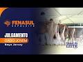 Fenasul 2026 - Julgamento do Gado Jovem da Raça Jersey
