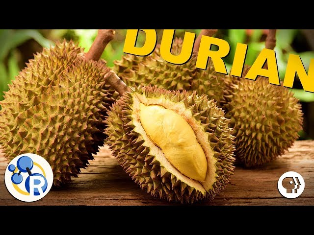 Ever Wondered What Durian Smells Like?