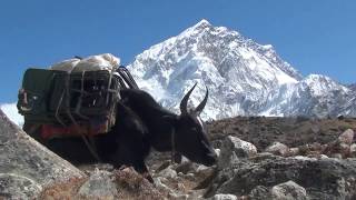 Himalaya - The Yaks of Mt Everest