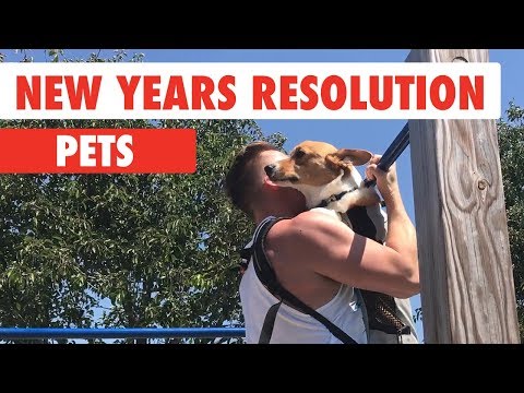 New Years Resolutions Pets - UCPIvT-zcQl2H0vabdXJGcpg