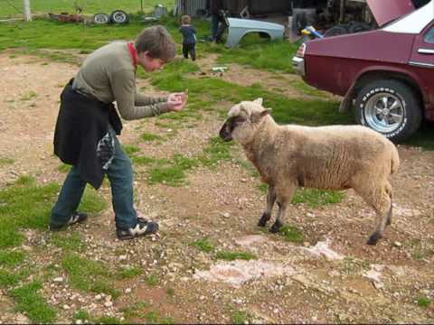 kid gets owned by sheep 