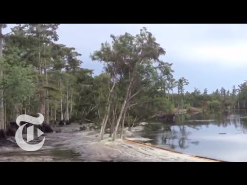 Sinkhole in Louisiana Swallows Trees - Caught on Tape 2013 | The New York Times - UCqnbDFdCpuN8CMEg0VuEBqA