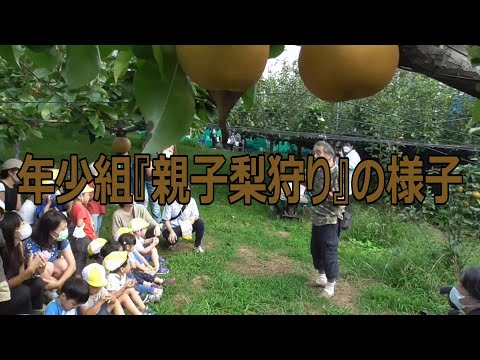 年少組『親子梨狩り』の様子