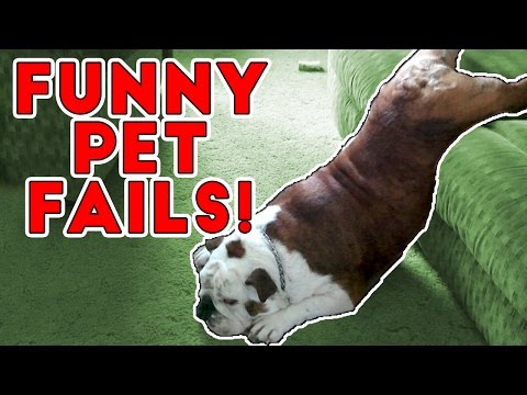 Hilarious Pet Fails 2017 | Funny Pet Videos - UCYK1TyKyMxyDQU8c6zF8ltg