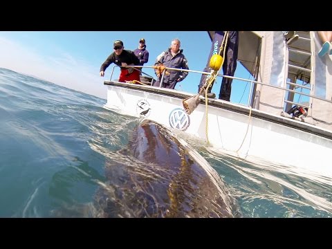 GoPro: If I Was A Great White Shark - UCqhnX4jA0A5paNd1v-zEysw