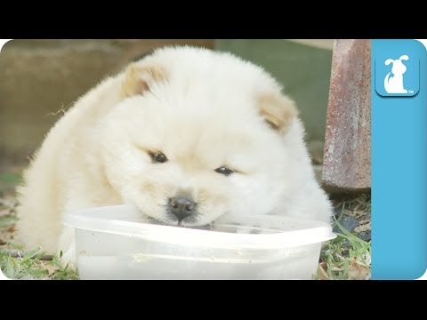 Chow Puppy is Skeptical of Water - UCPIvT-zcQl2H0vabdXJGcpg